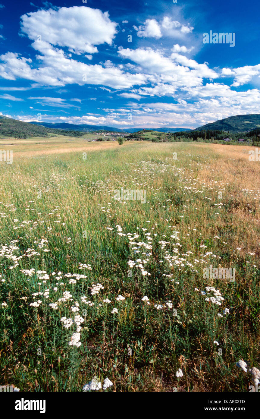 Fiori bianchi nel campo di fieno Strawberry Park vicino a Steamboat Springs CO USA Foto Stock