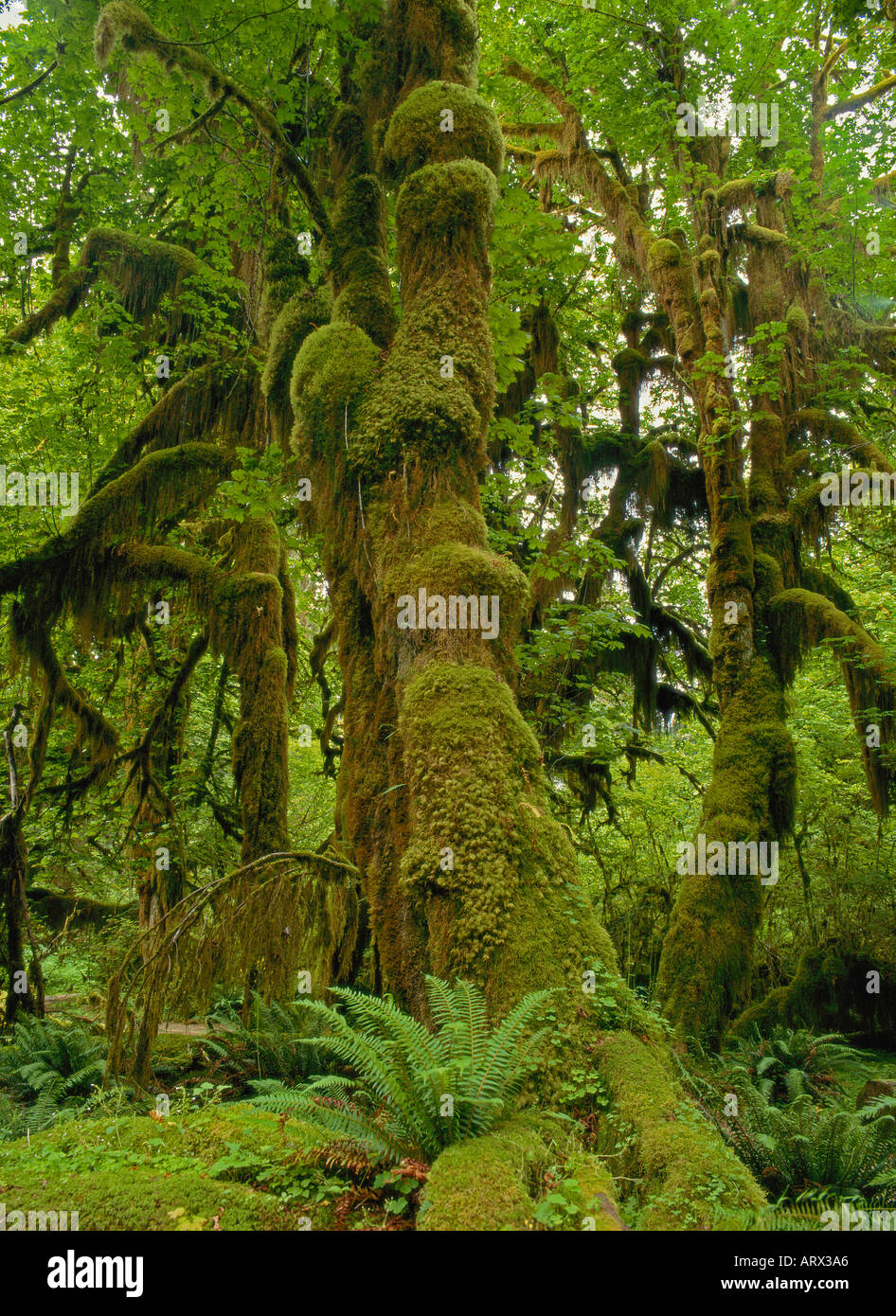 Stati Uniti d'America di Washington, il Parco Nazionale di Olympic, Hoh Rainforest, hall di muschi moss alberi coperti Foto Stock
