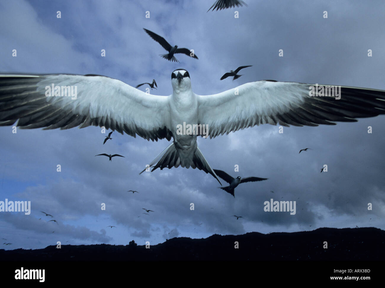 isola-oceanica-immagini-e-fotografie-stock-ad-alta-risoluzione-alamy