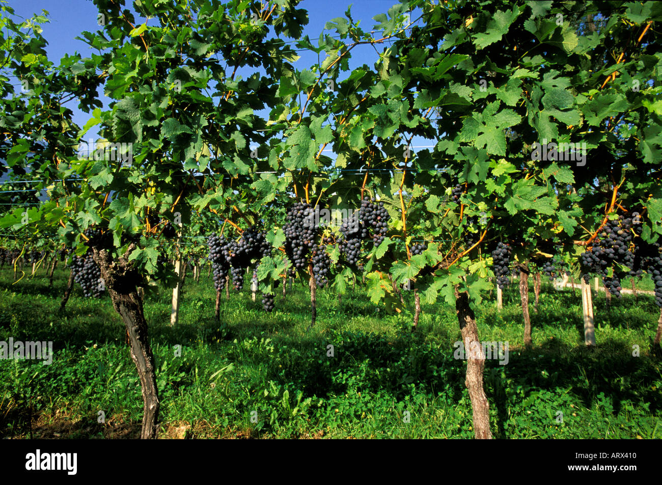Viola uva che cresce nella vigna, Regione Ticino, Svizzera Foto Stock