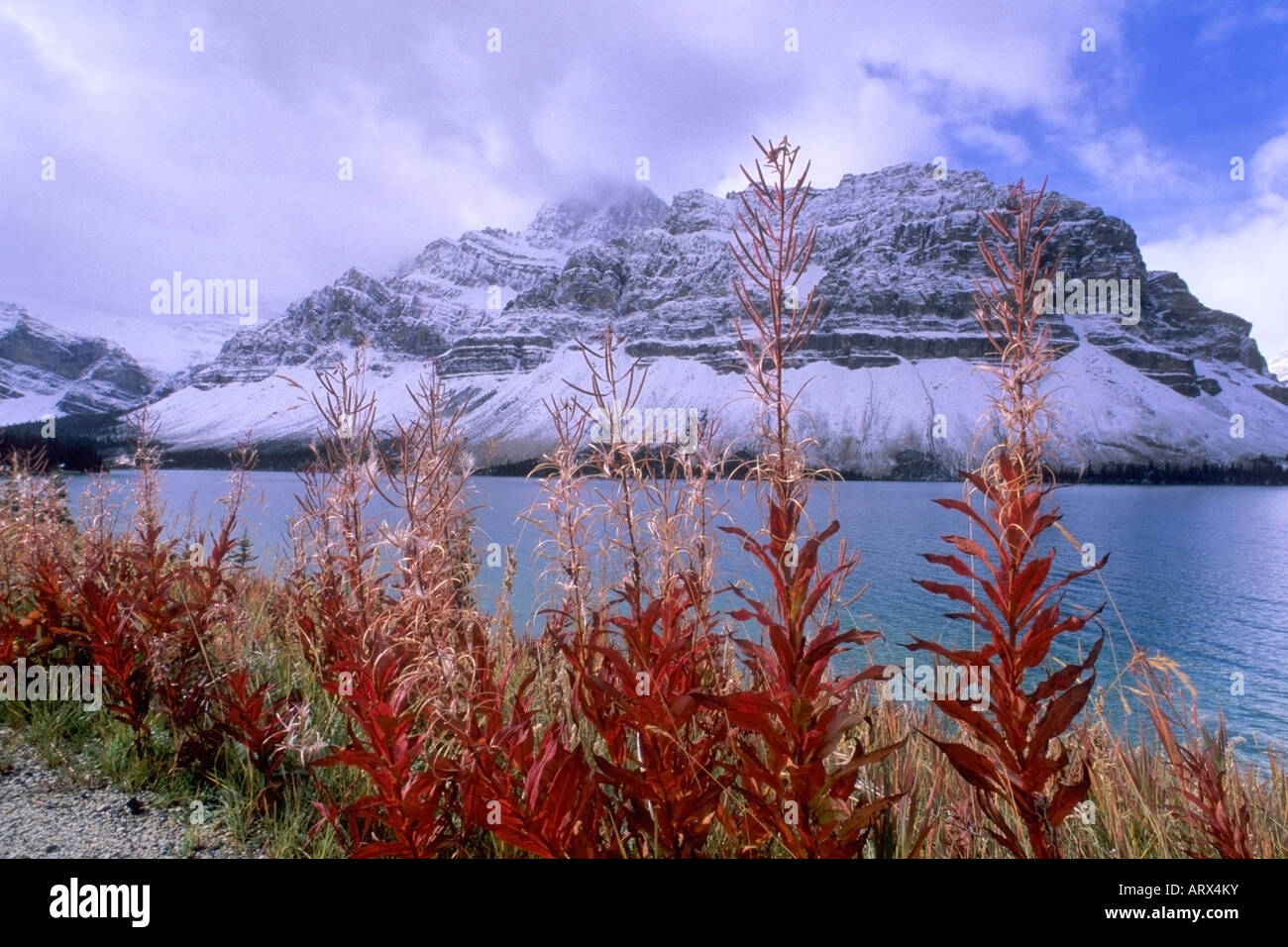 Fireweed at Bow Lake il Parco Nazionale di Banff Alberta Canada Foto Stock