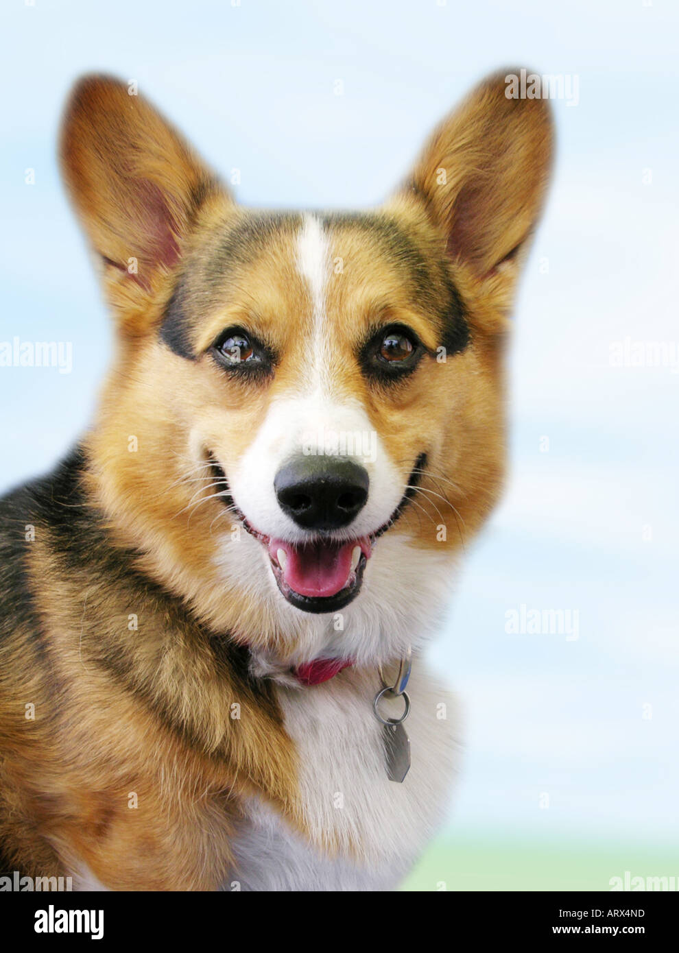 Close up di Pembroke Welsh Corgi all'aperto, 'smiling'. Foto Stock