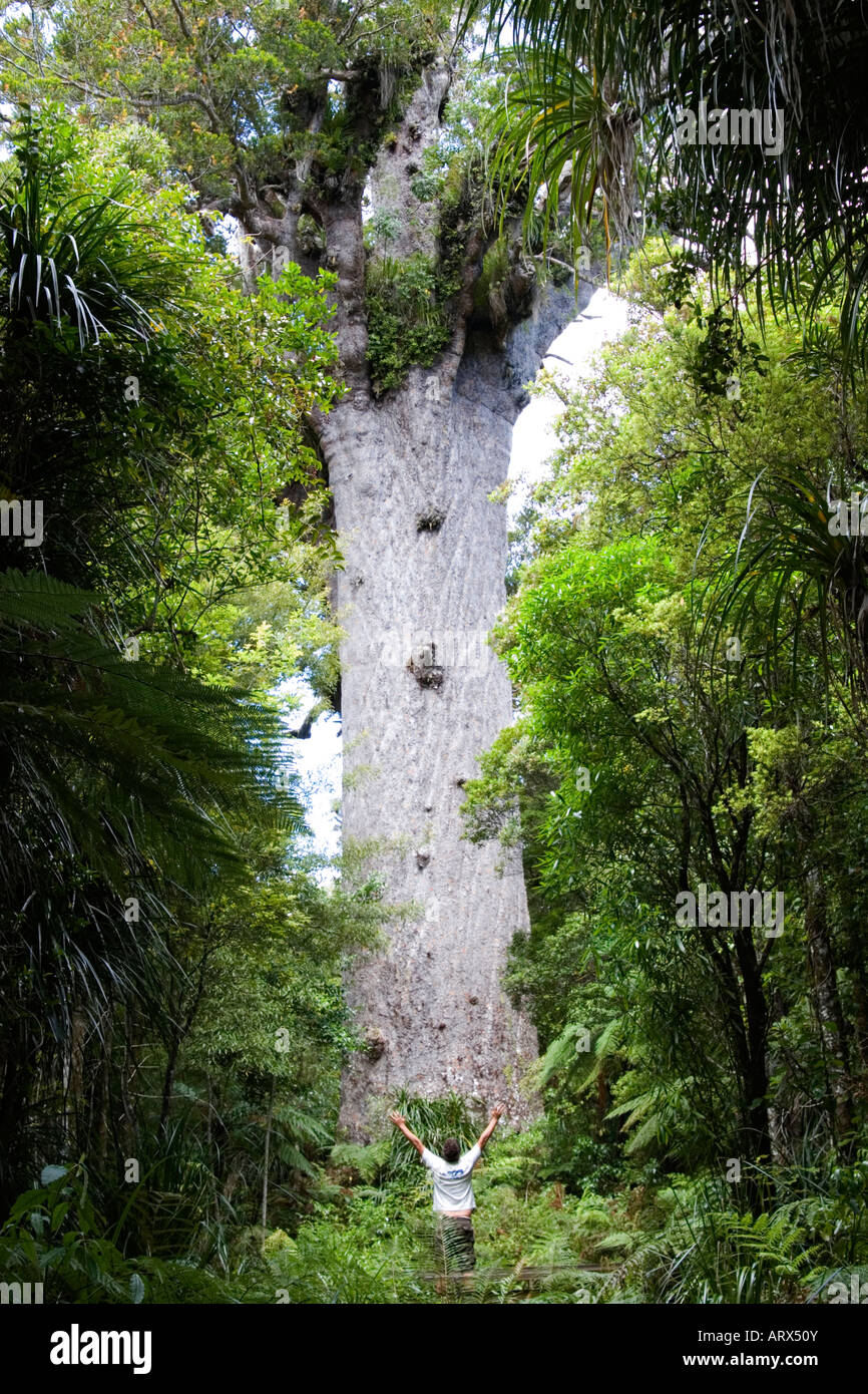 Giganteschi alberi kauri Foto Stock