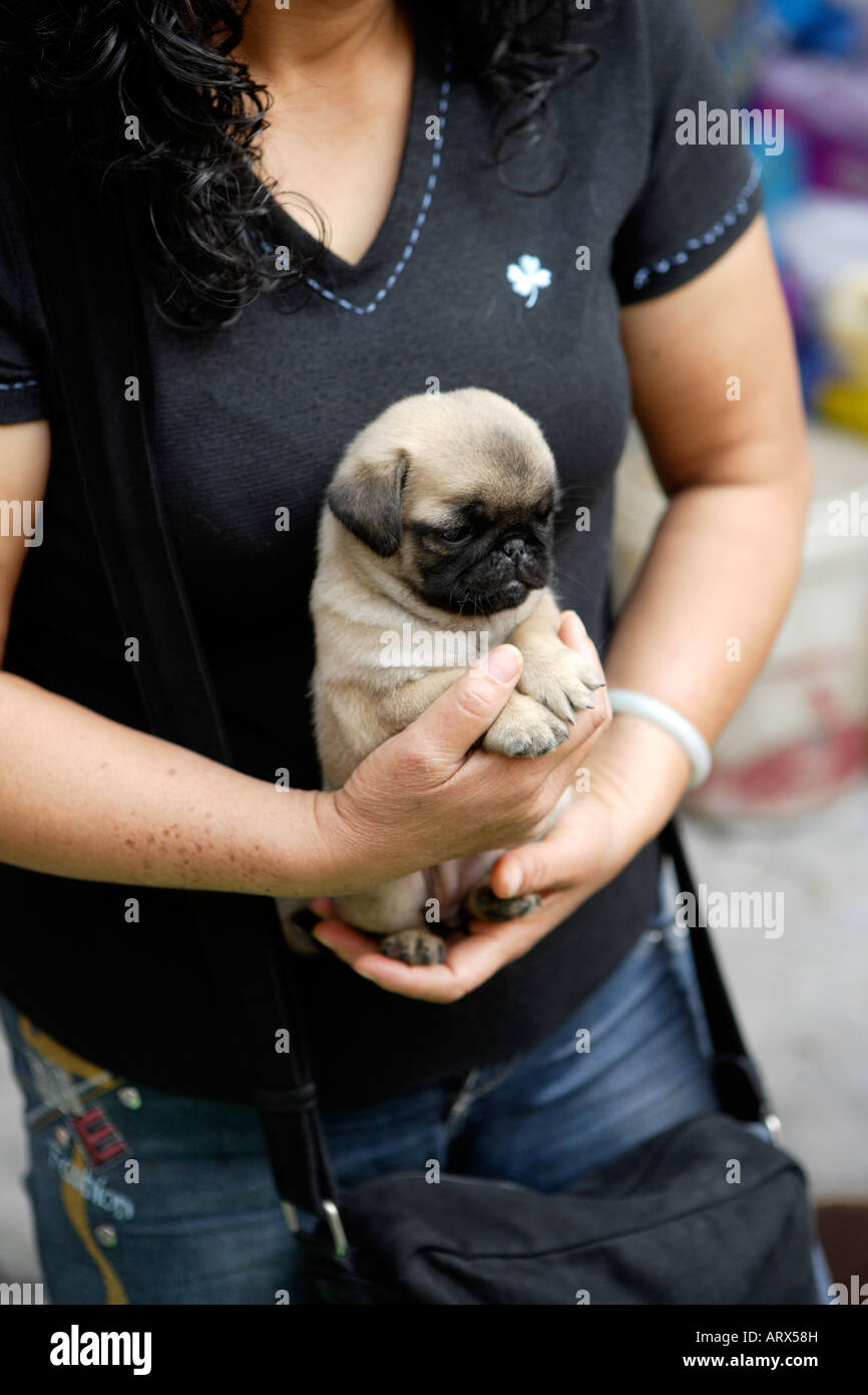 Il Pet Street Market mercato pacifica Qingping Lu Canton Guangzhou China Pug cuccioli in vendita Foto Stock