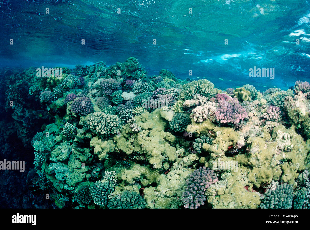 Reeftop con coralli mar rosso Sudan Foto Stock