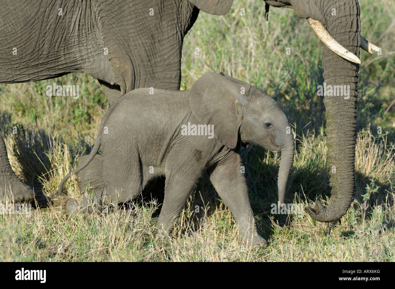 Cuccioli di elefante,un elefante a piedi Cub,Serengeti,Tanzania Foto Stock