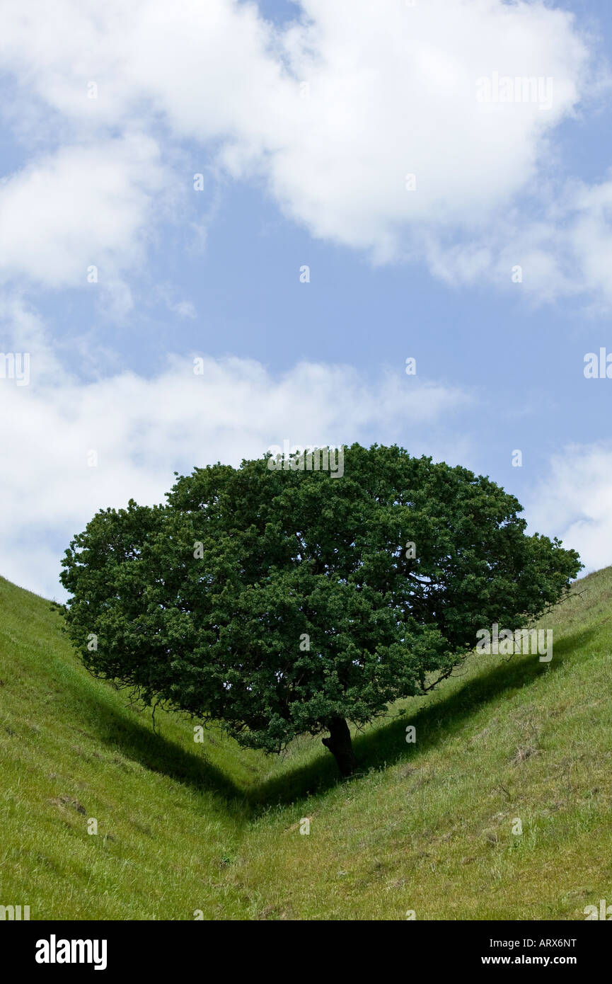Lone Tree lascia un segno di spunta ombra sulla collina con tacche Foto Stock