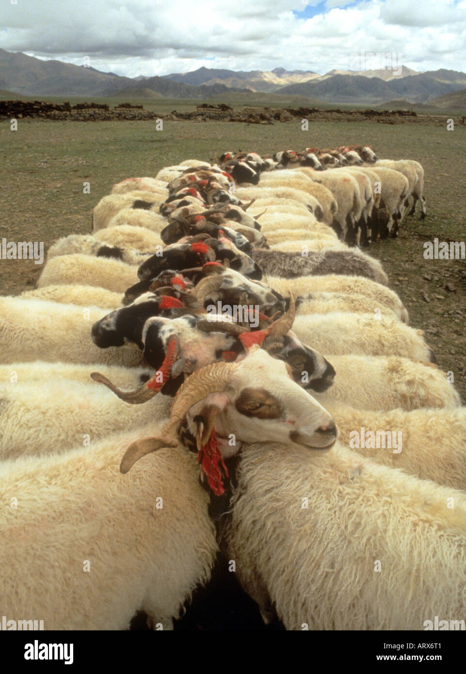 Nomadi tibetani treccia le loro pecore corna insieme con lana di colore rosso per facilitare la mungitura Foto Stock