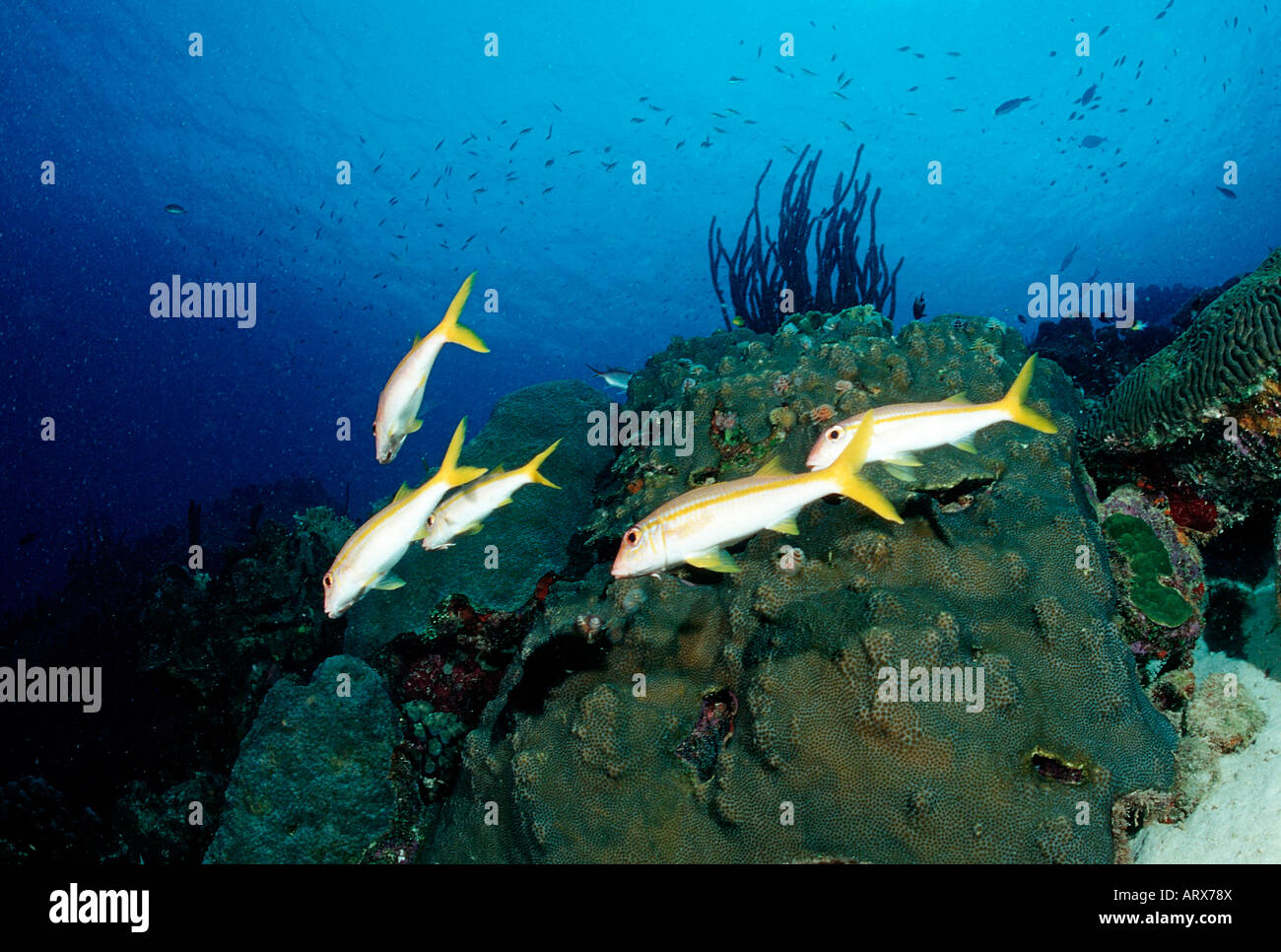 Limanda Snapper Ocyurus chrysurus Mar dei Caraibi Belize Foto Stock