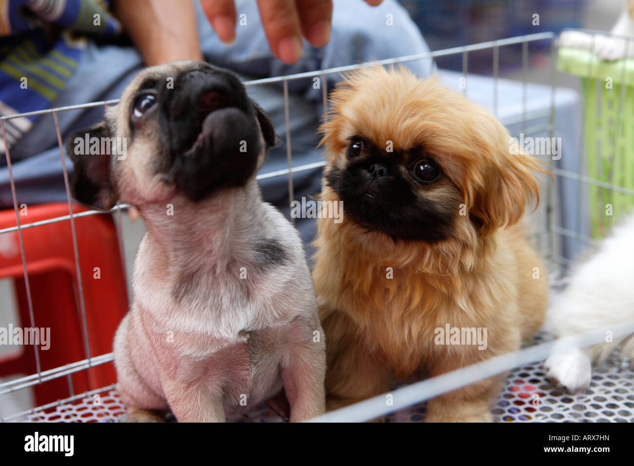 Il Pet Street Market mercato pacifica Qingping Lu Canton Guangzhou China cuccioli in vendita Foto Stock