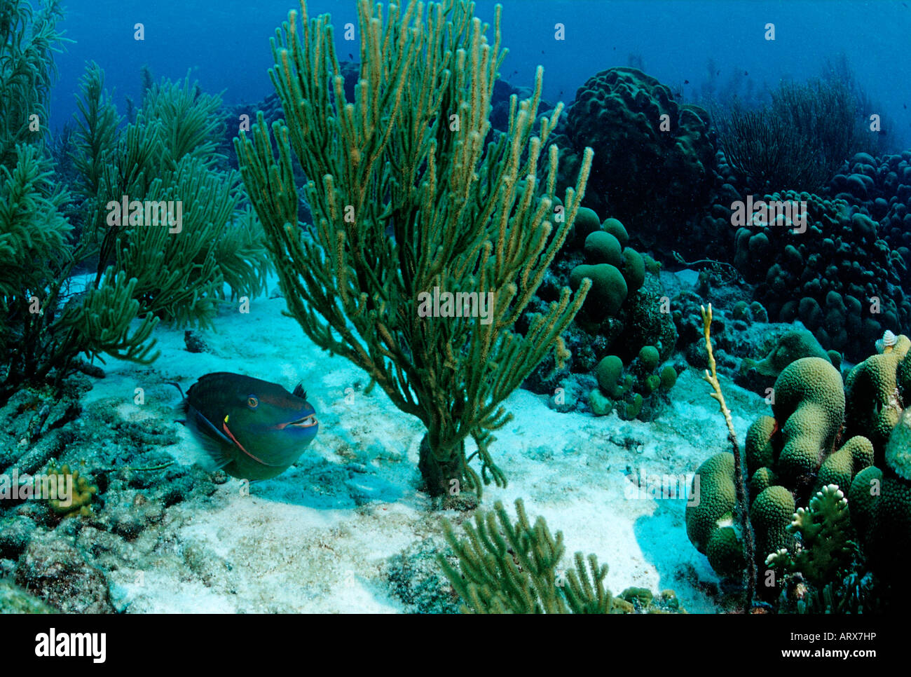 Luce di arresto pesci pappagallo e barriera corallina Scarus viride Mar dei Caraibi Le Isole Vergini britanniche Foto Stock