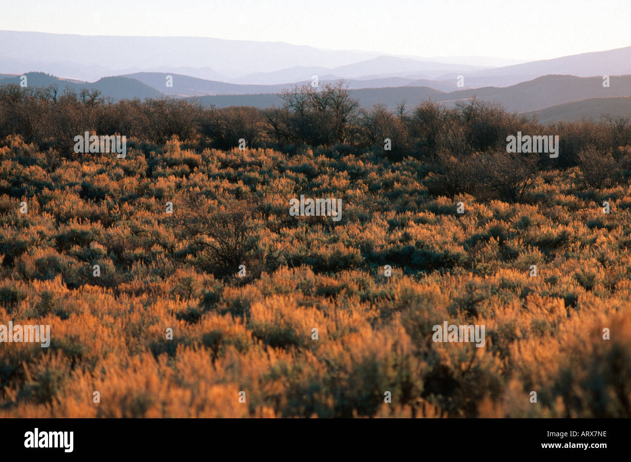 Luce della Sera sul parco sagebrush montagna Routt County CO USA Foto Stock