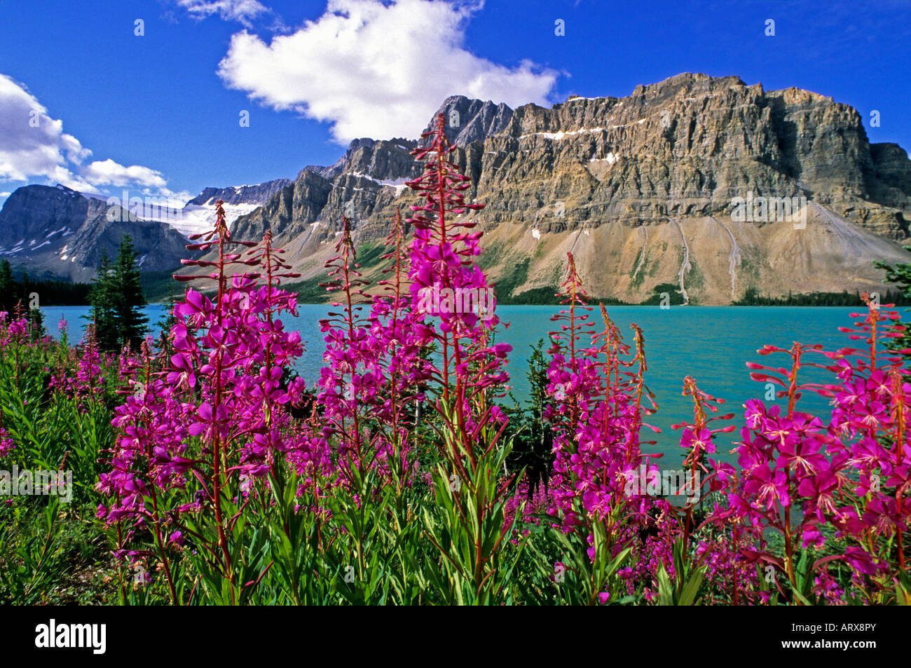 Fireweed Bow Lake il Parco Nazionale di Banff Alberta Canada Foto Stock