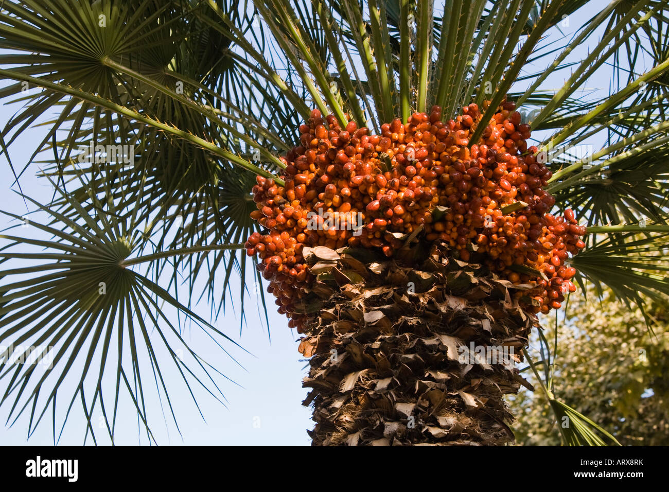 Palm frutto di close-up Foto Stock