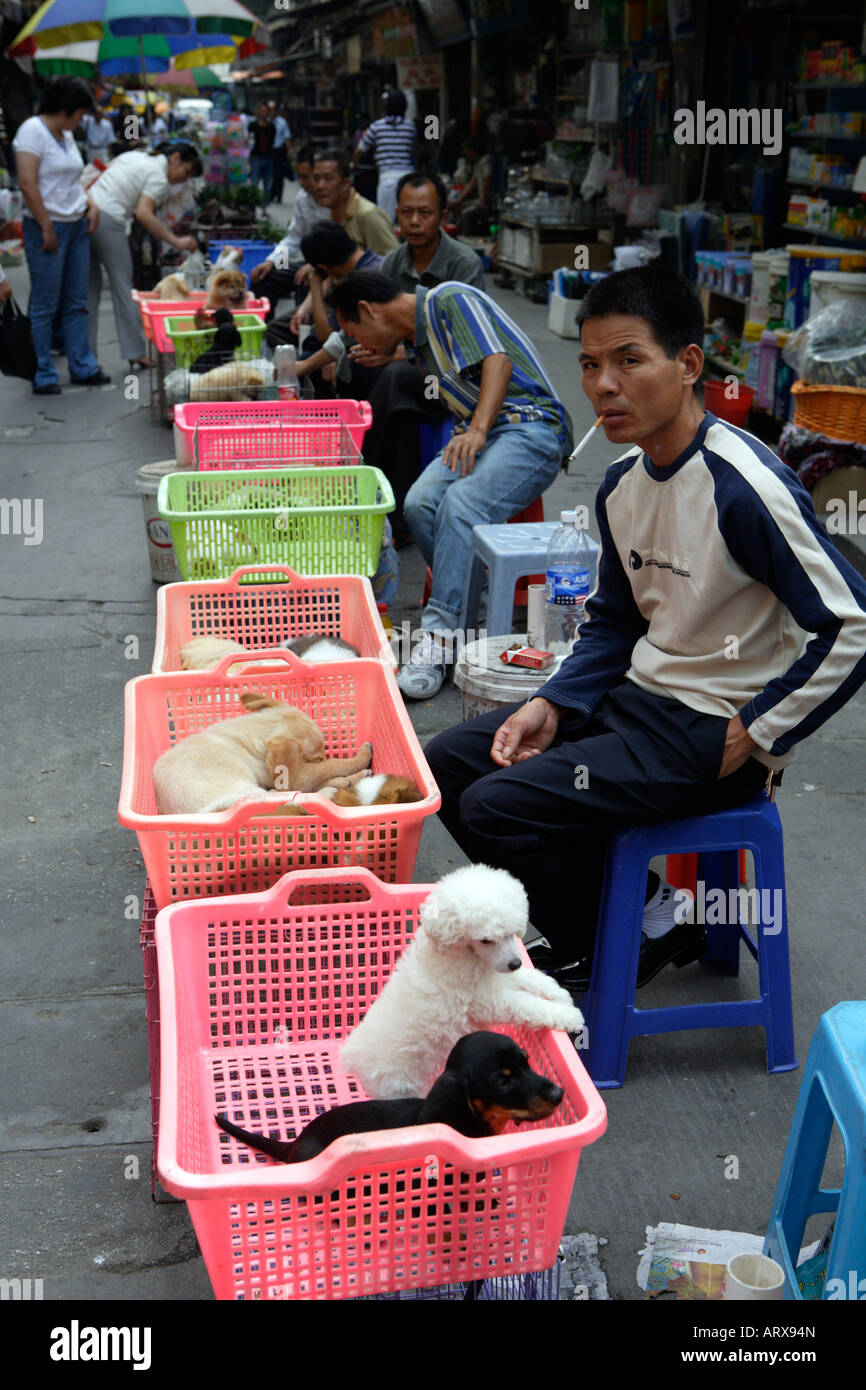 Il Pet Street Market mercato pacifica Qingping Lu Canton Guangzhou China cuccioli in vendita Foto Stock