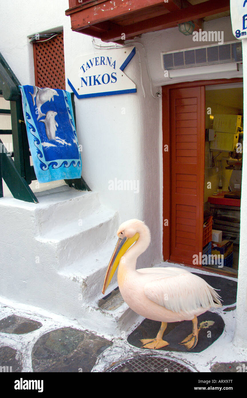 Petros il famoso pelican distrae i visitatori per i ristoranti nella piccola Venezia in Hora sull'isola greca di Mykonos in Grecia Foto Stock