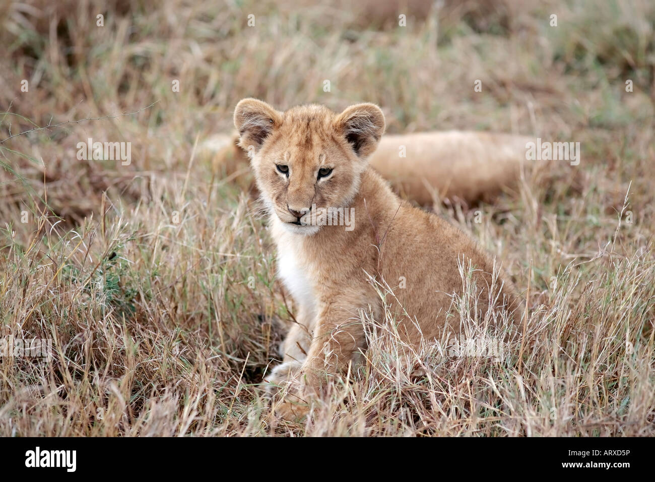 Lion cub giocando nella riserva Masai Mara in Kenya Africa Foto Stock