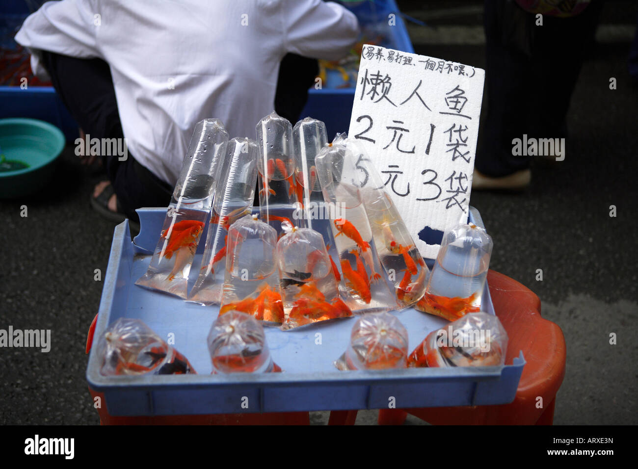 Il Pet Street Market mercato pacifica Qingping Lu Canton Guangzhou in Cina il pesce in PET per la vendita Foto Stock