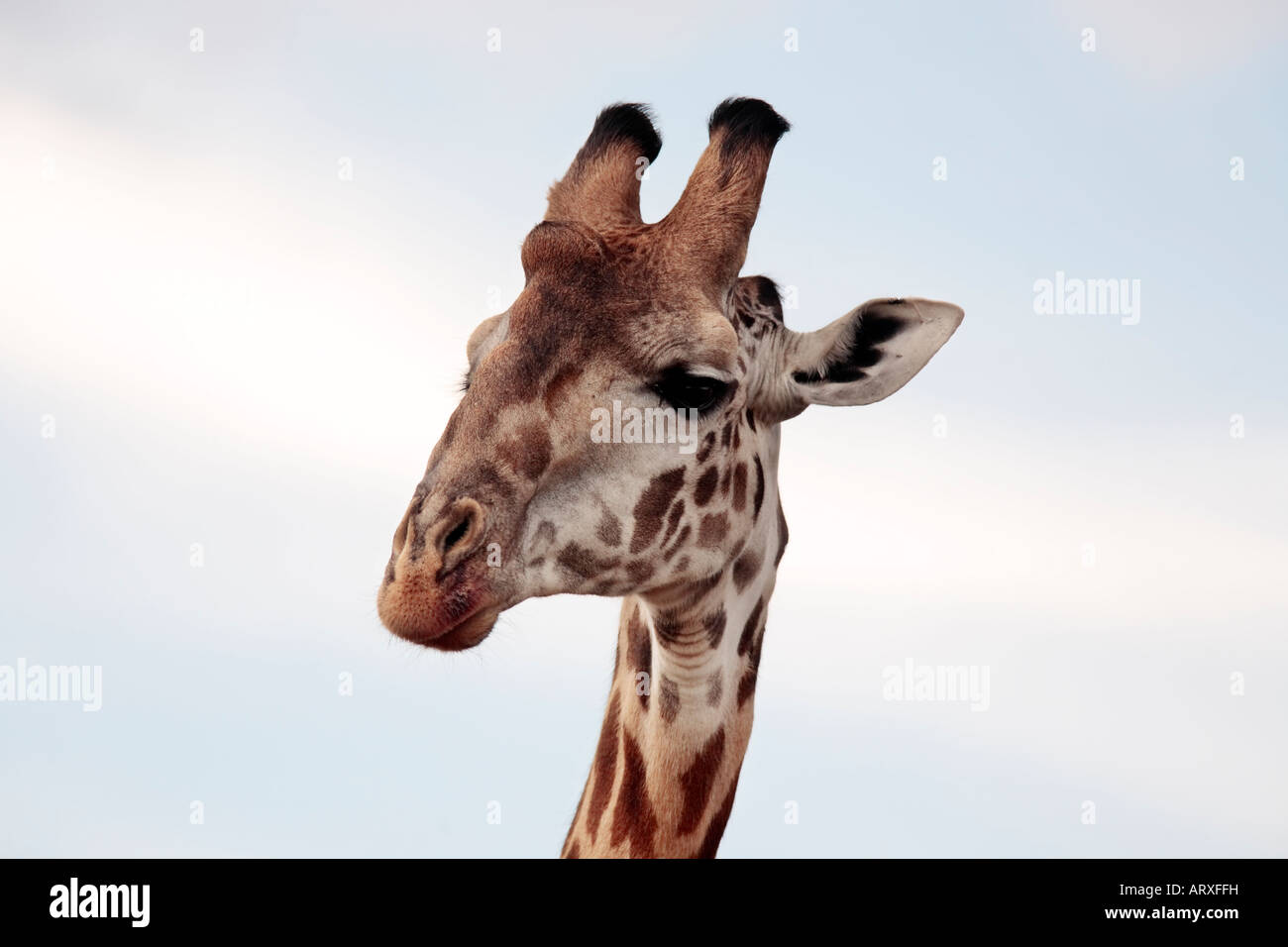 Masai o Kilimanjaro Giraffe Giraffidae pascolando nella bellissima pianura della riserva Masai Mara in kenya africa Foto Stock