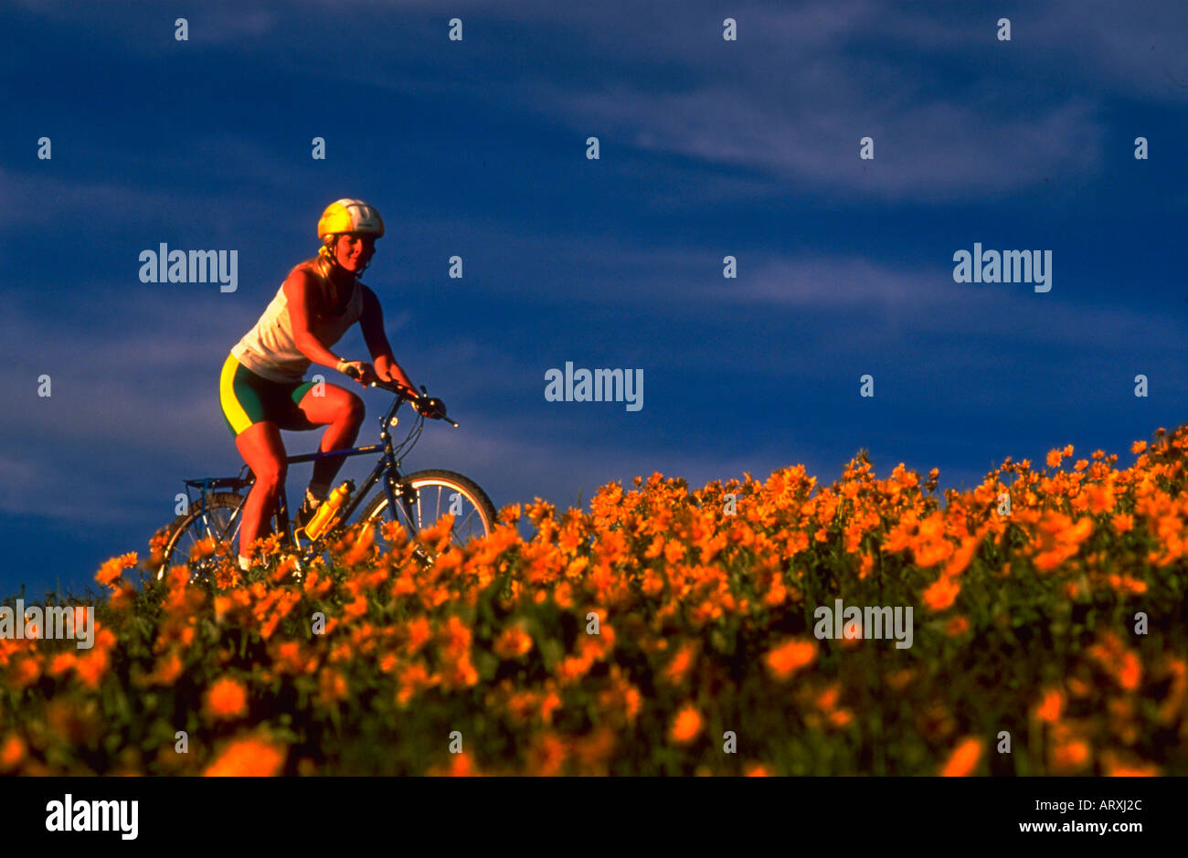 Donna che indossa un casco e l'equitazione mountain bike attraverso un campo di fiori Foto Stock