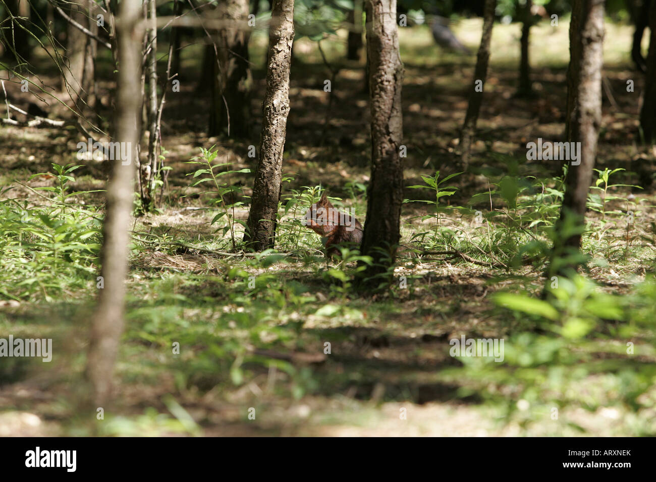 Scoiattolo rosso degli animali erba verde giornata soleggiata giornata di colore del livello dell'occhio natura nessuno al di fuori del profilo verticale vista laterale Lo Scoiattolo estate Foto Stock