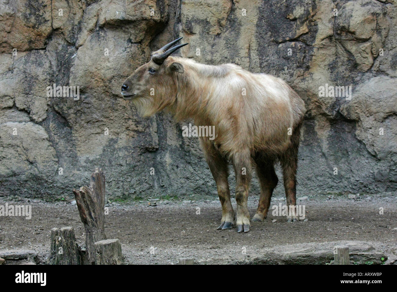 Il Golden Takin presso la Tama Zoological Park a Tokyo Giappone Foto Stock