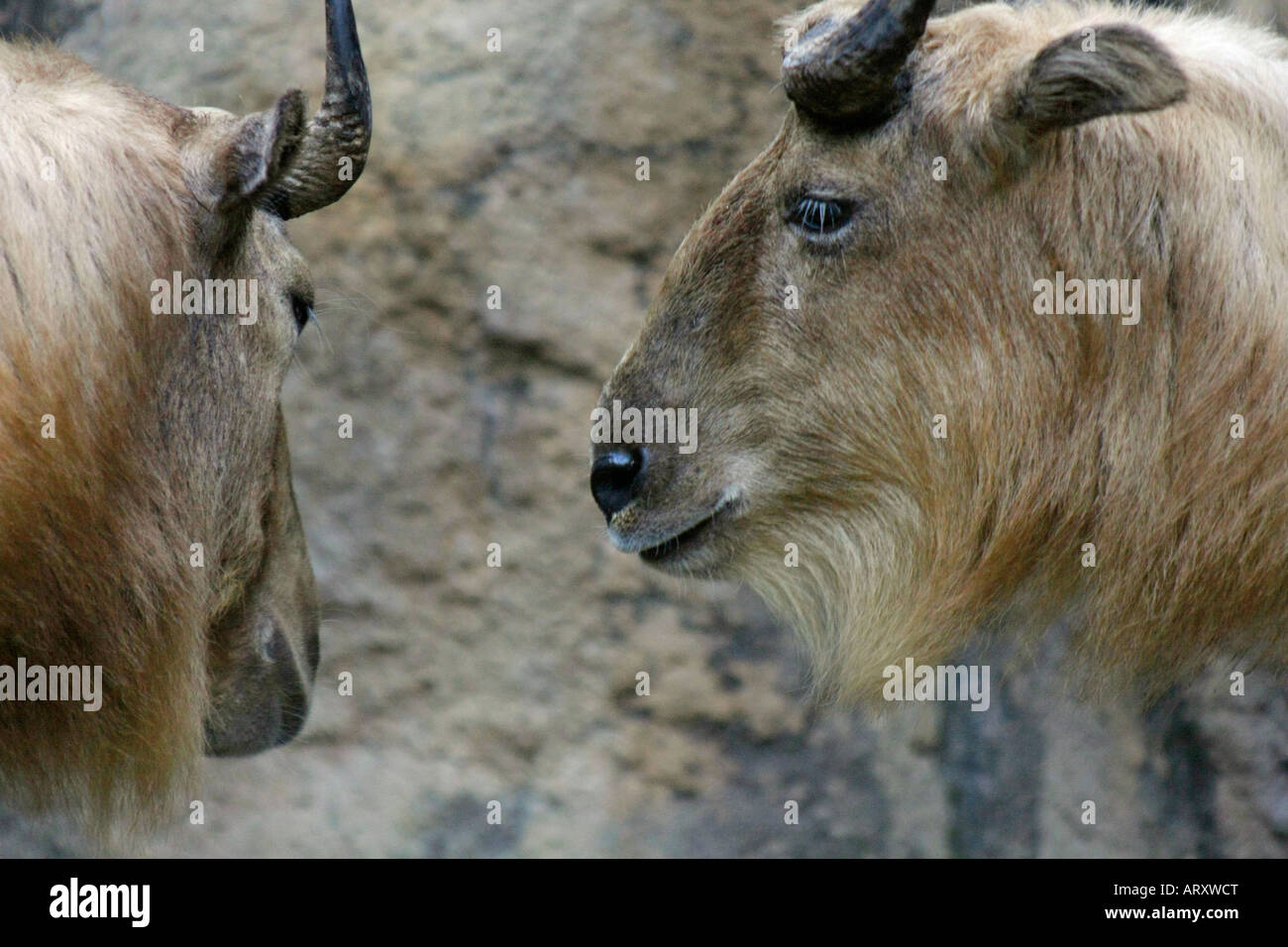 Il Golden Takin presso la Tama Zoological Park a Tokyo Giappone Foto Stock