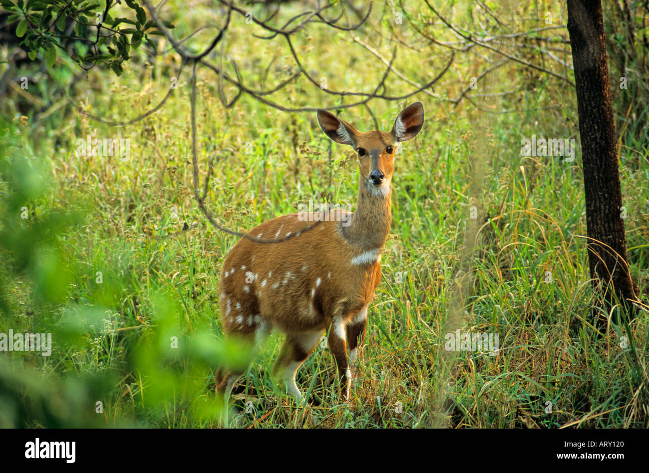 Bushbuck, Victoria Falls, Zimbabwe Foto Stock