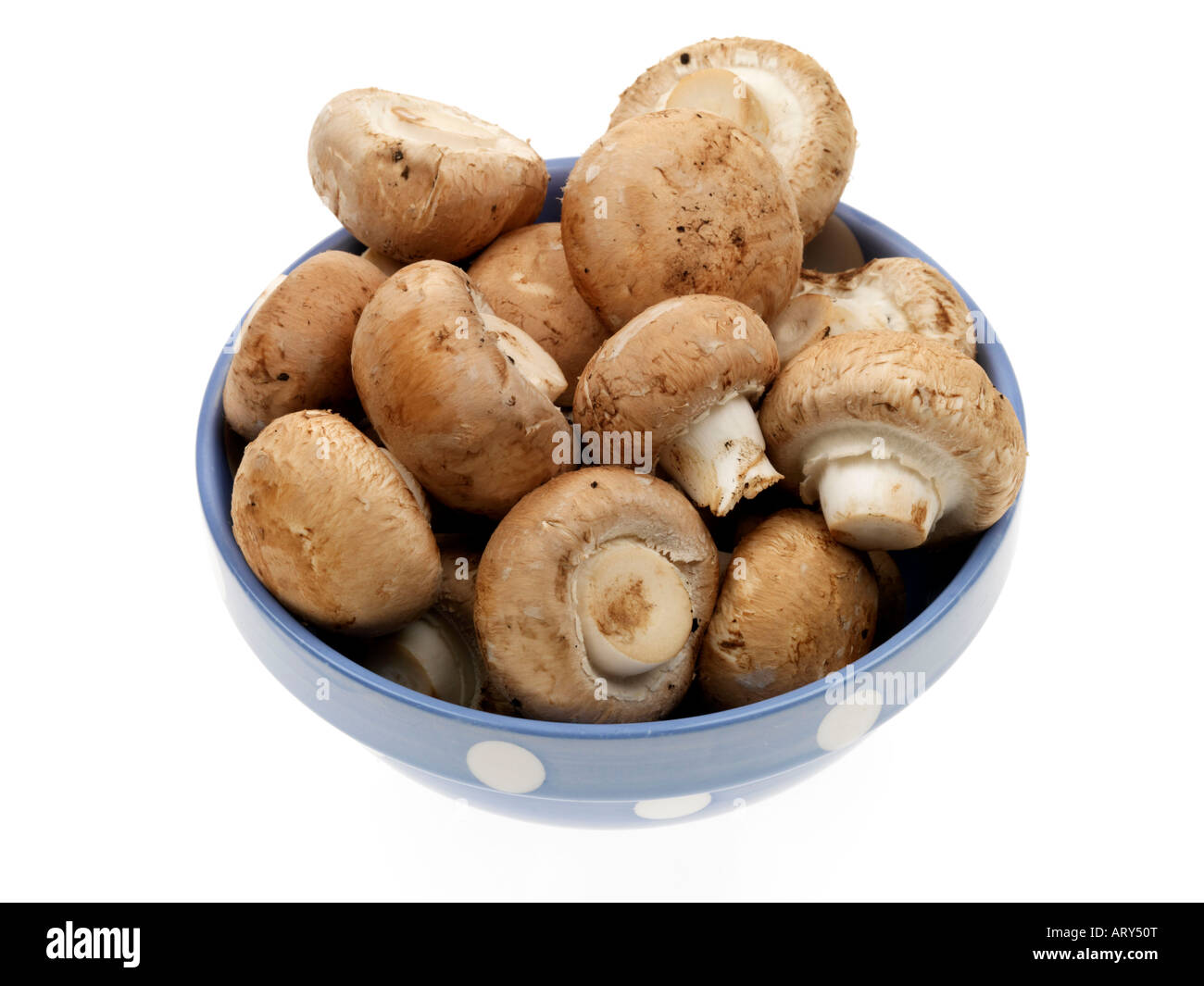 Portabello organico di funghi Foto Stock