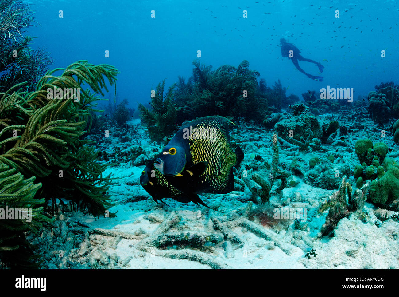 Angelfishes francese e subacqueo Pomacanthus parù Mar dei Caraibi Bonaire Foto Stock