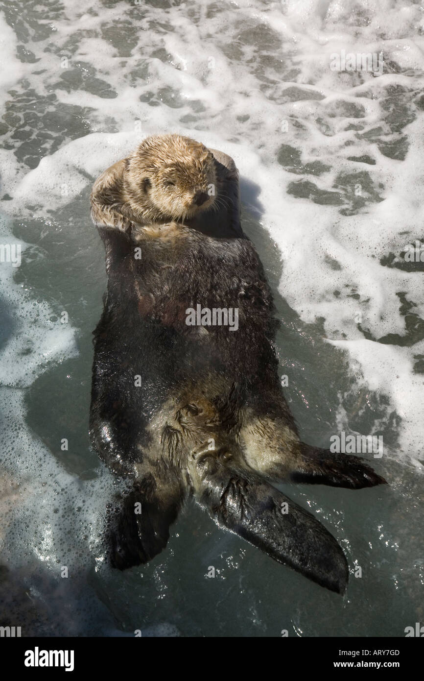 Sea Otter Enhydra lutris nuotare sulla schiena con le mani dietro la testa della costa del Pacifico Canada Foto Stock