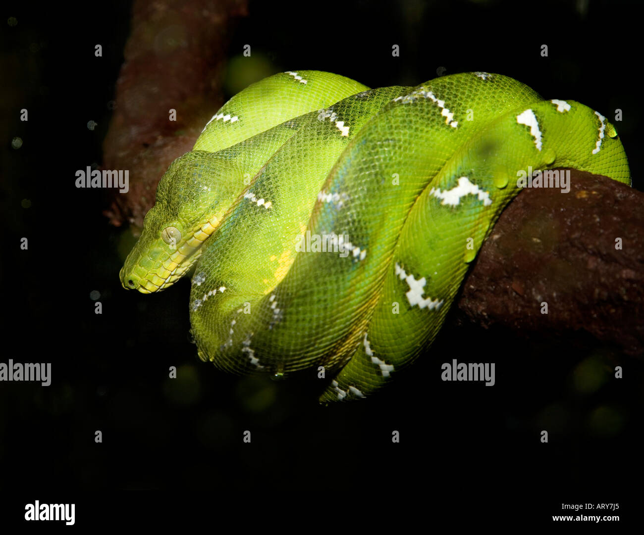 Emerald tree boa Corallus caninus sul ramo di distribuzione America del sud della foresta pluviale amazzonica Foto Stock