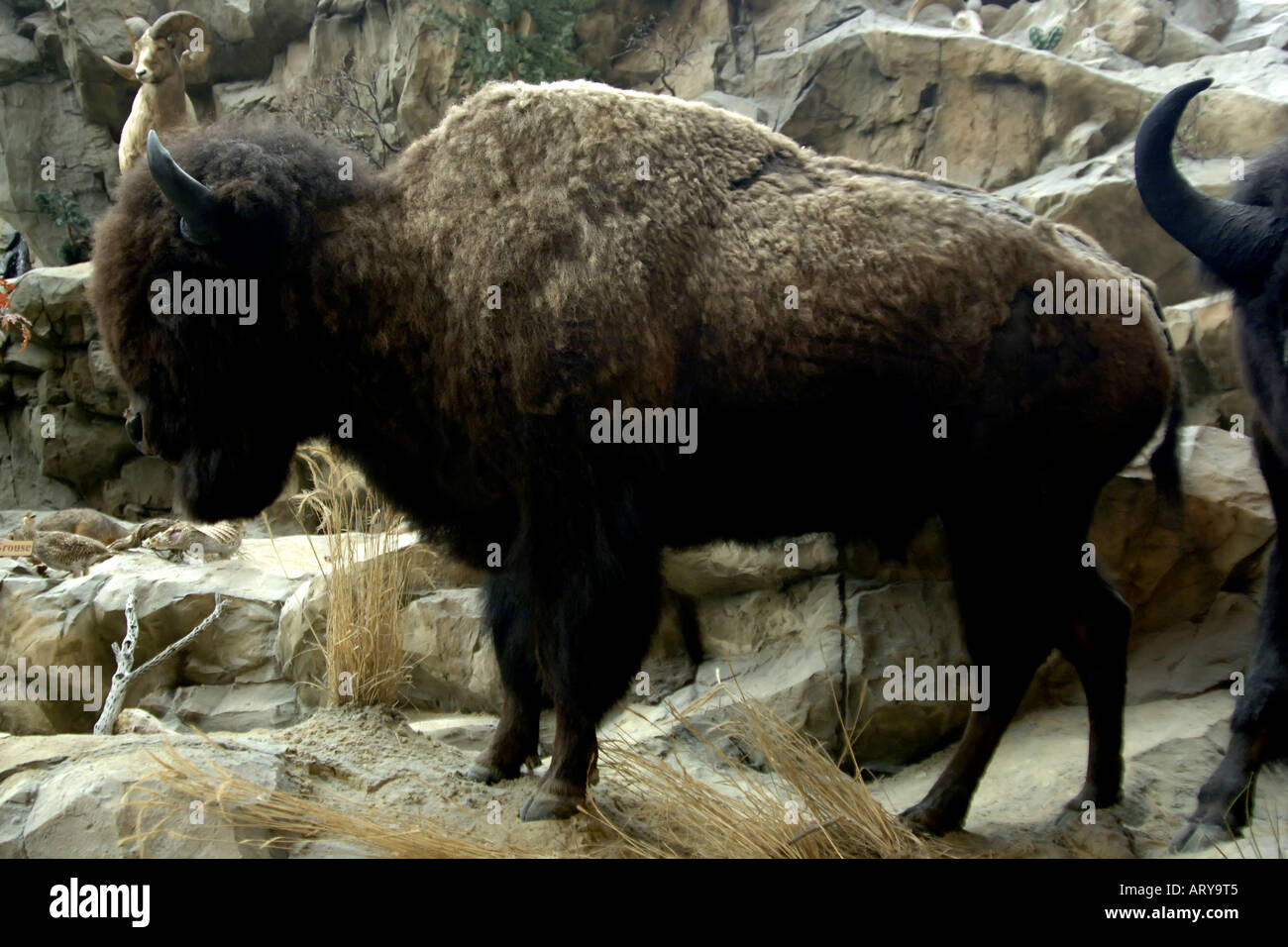 Bisonti americani. Chiamato bufali in Nord America questi animali una volta che si aggiravano dappertutto negli Stati Uniti. Foto Stock