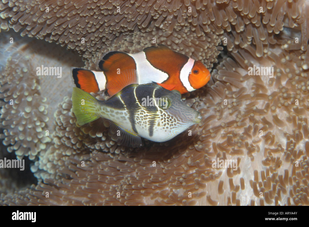 Il Waikiki Aquarium il più popolare residenti includono la imitano Filefish e clown Anemonefish (sfondo). Foto Stock