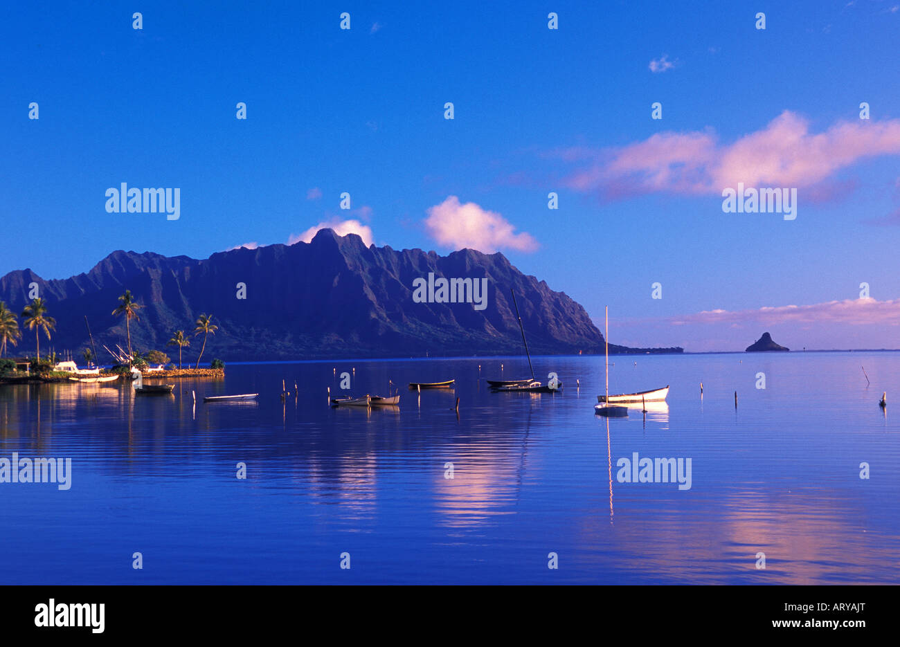 La cresta haloa sul bordo di Kaneohe bay a sunrise, vicino Kualoa Ranch Foto Stock