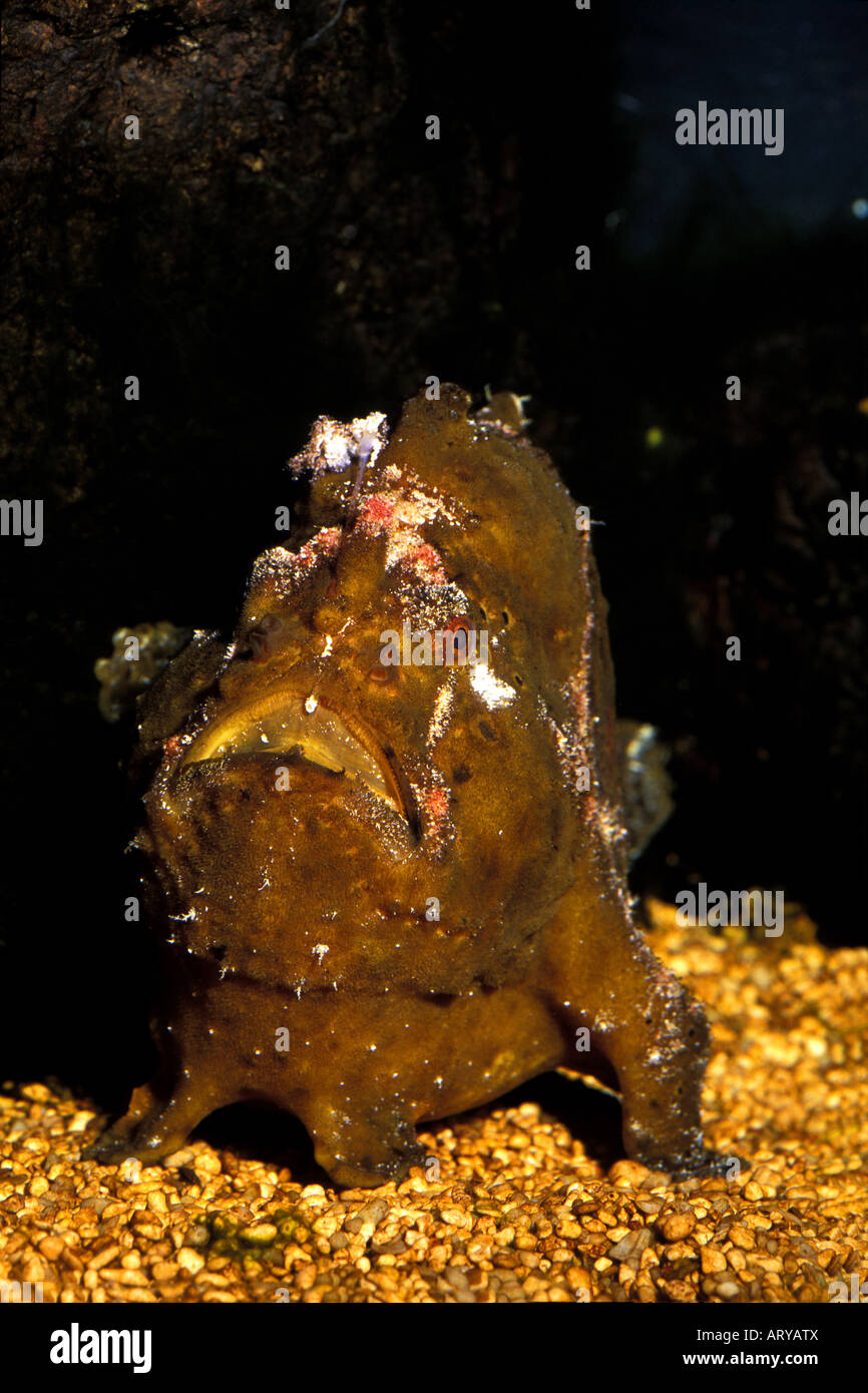 Commerson la Rana pescatrice (Antennarius commersonii) è un maestro del travestimento e una strana vista sulle Hawaii reefs di corallo. Questo è il Foto Stock