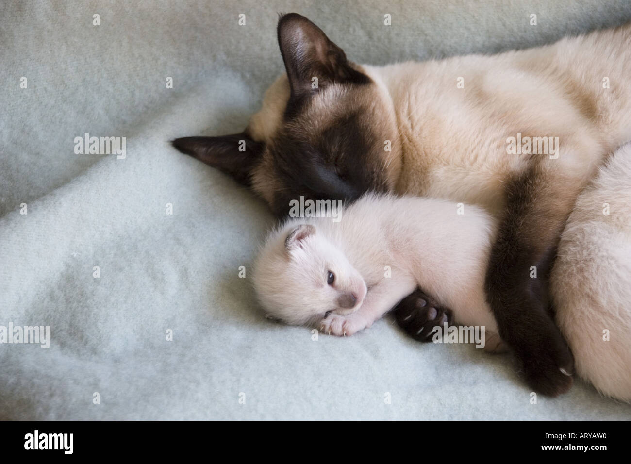 Рождающие котята. Сиамский котенок 2 месяца. Сиамские котята Новорожденные. Тайские котята с мамой.