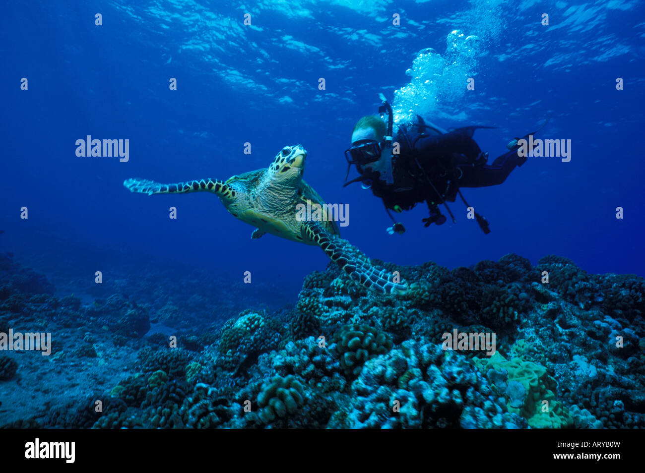 Un Hawksbill tartaruga di mare(Eretmochelys imbricata) cattura l'occhio di un curioso scuba diver. Nome Hawaiiano è 'ea. Foto Stock