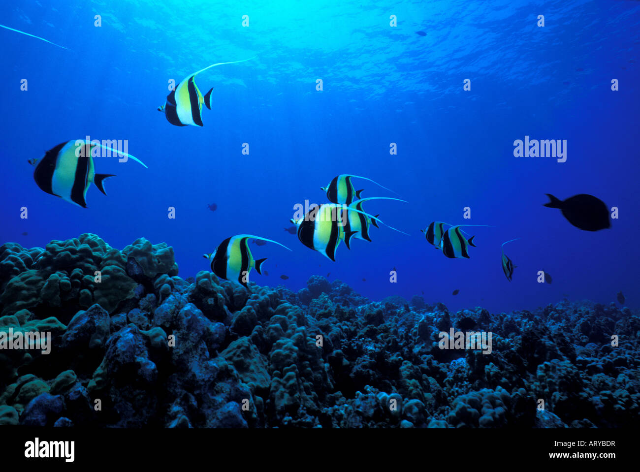 Il Pennantfish ( Heniochus diphreutes) nuota oltre le barriere coralline delle Hawaii. Foto Stock