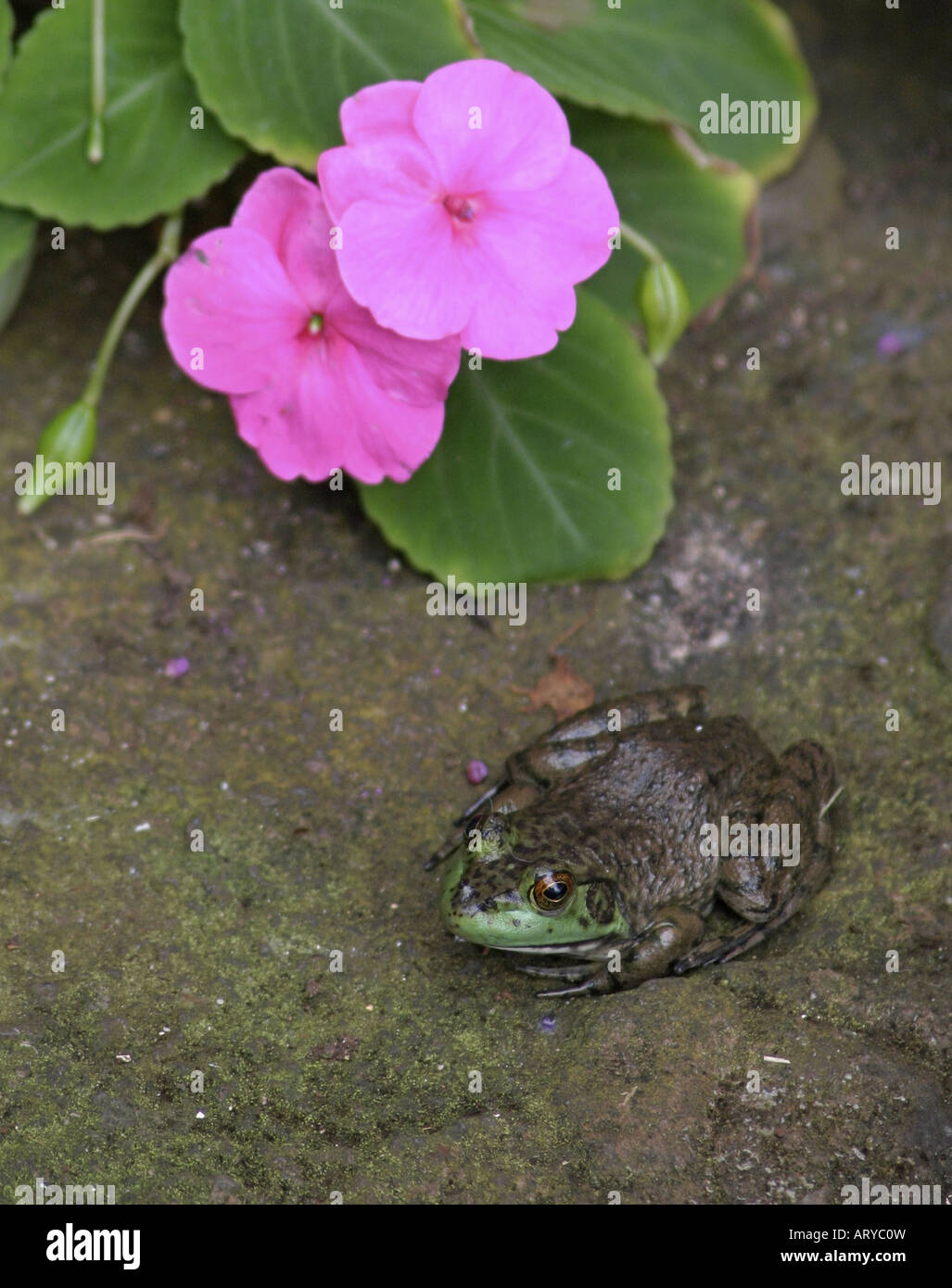 Un bullfrog si appoggia al di sotto del coperchio di un colorato di rosa fiori Impatien accanto ad un laghetto in giardino. La bella e la Bestia !! Foto Stock