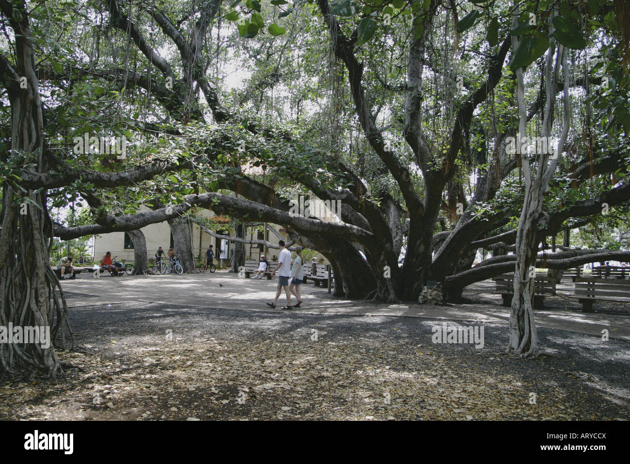 Mondi più grande Banyan Tree,situato in Banyan Tree Park lungo la strada anteriore nella storica Lahaina, è di oltre cinquanta metri di altezza e Foto Stock