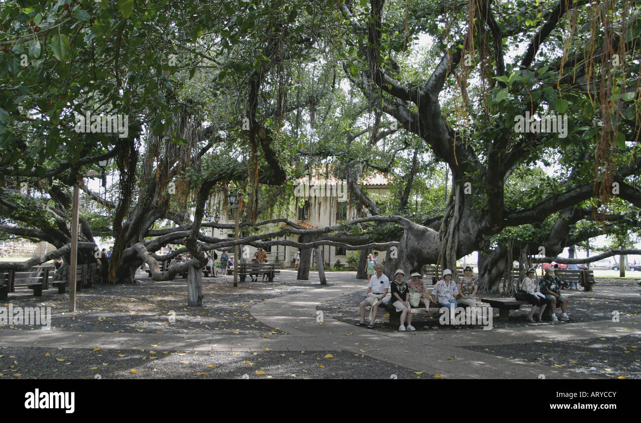 Mondi più grande Banyan Tree,situato in Banyan Tree Park lungo la strada anteriore nella storica Lahaina, è di oltre cinquanta metri di altezza e Foto Stock