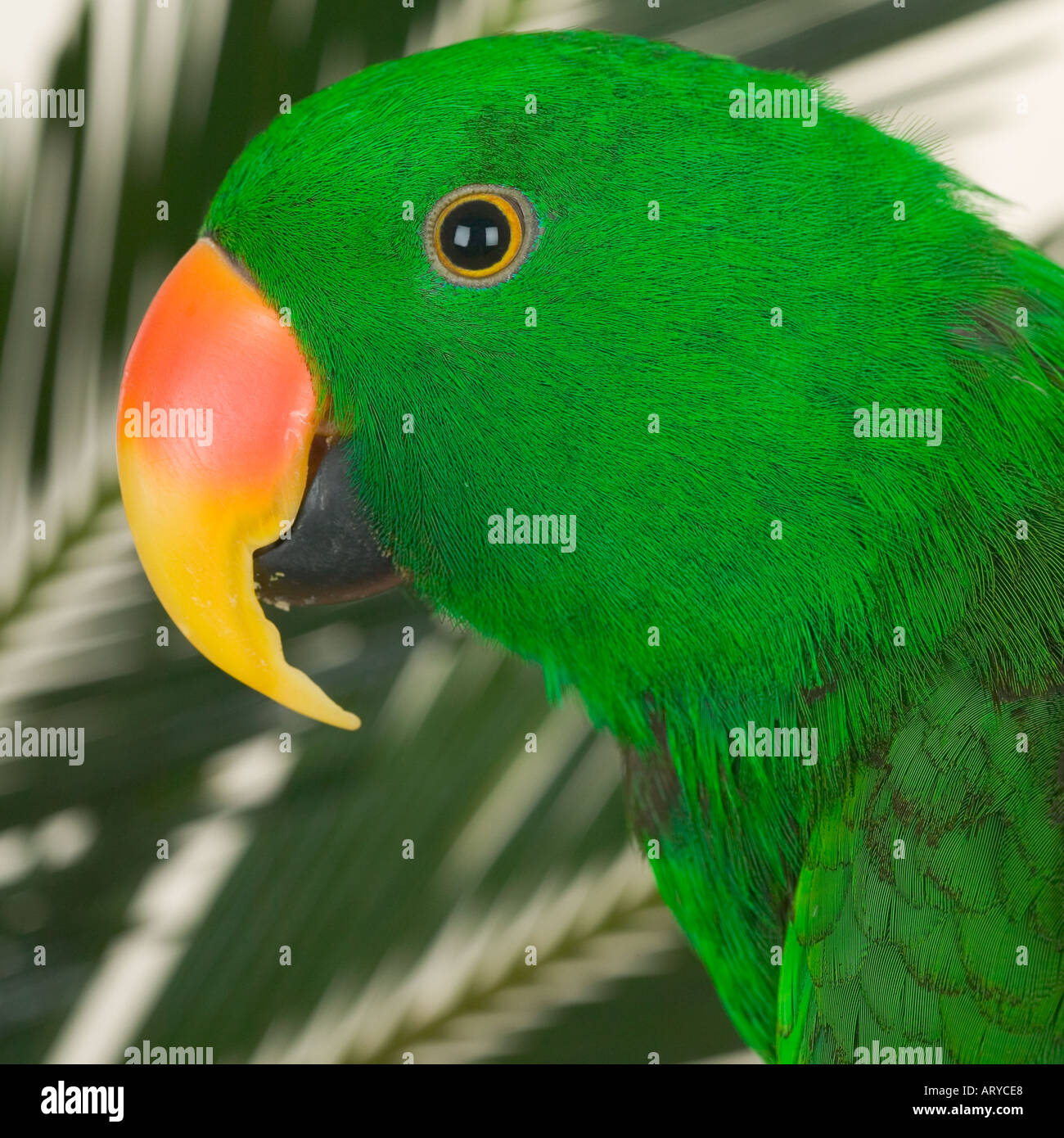 Profilo di uccello con il verde Foto Stock