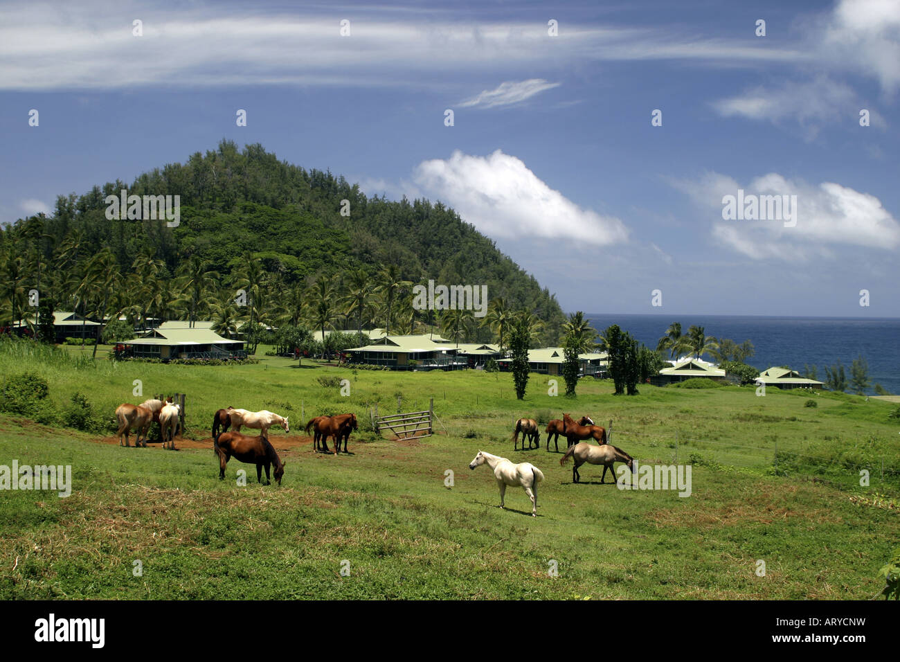 I cavalli pascolano in un pascolo aperto di fronte all'Hotel Hana-Maui's Sea Ranch Cottages si trova lungo la baia di Kaihalulu, una pietra Foto Stock