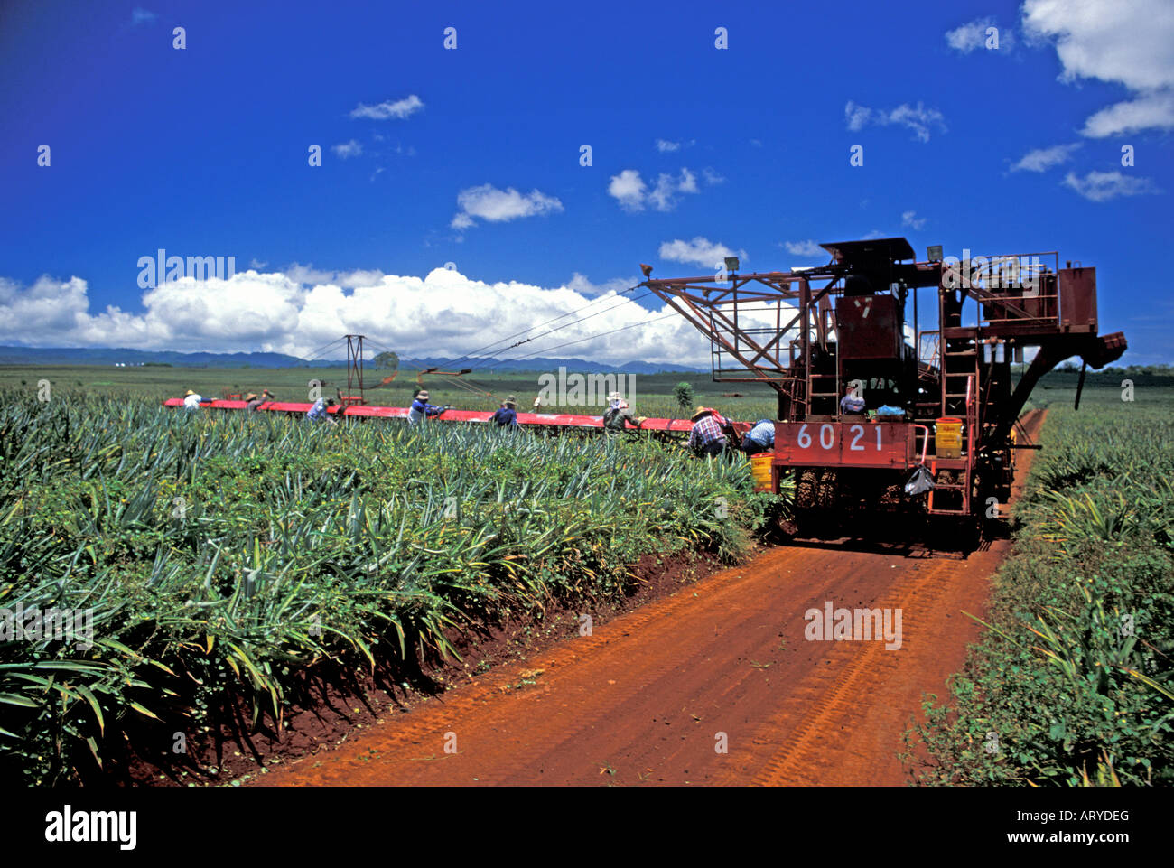 Selettori di ananas lavorare nei campi di ananas di Dole Plantation si trova nelle pianure centrali di Oahu. Foto Stock