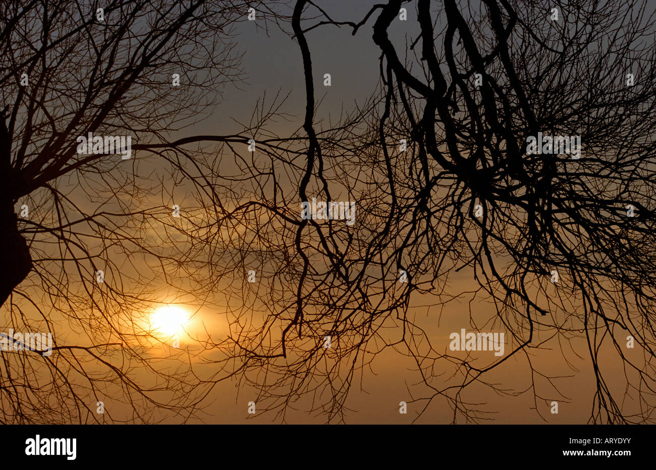 Struttura ad albero in sunset Foto Stock