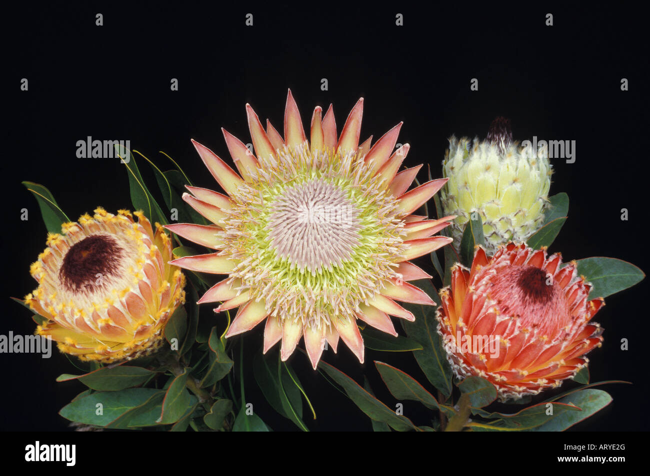 Protea fiori, "Re ' (P. cynaroides) e "Regina" (P. magnifica) Foto Stock