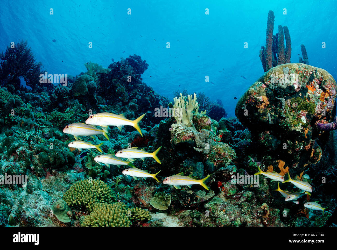 Limanda Snapper Ocyurus chrysurus Mar dei Caraibi Trinidad Foto Stock