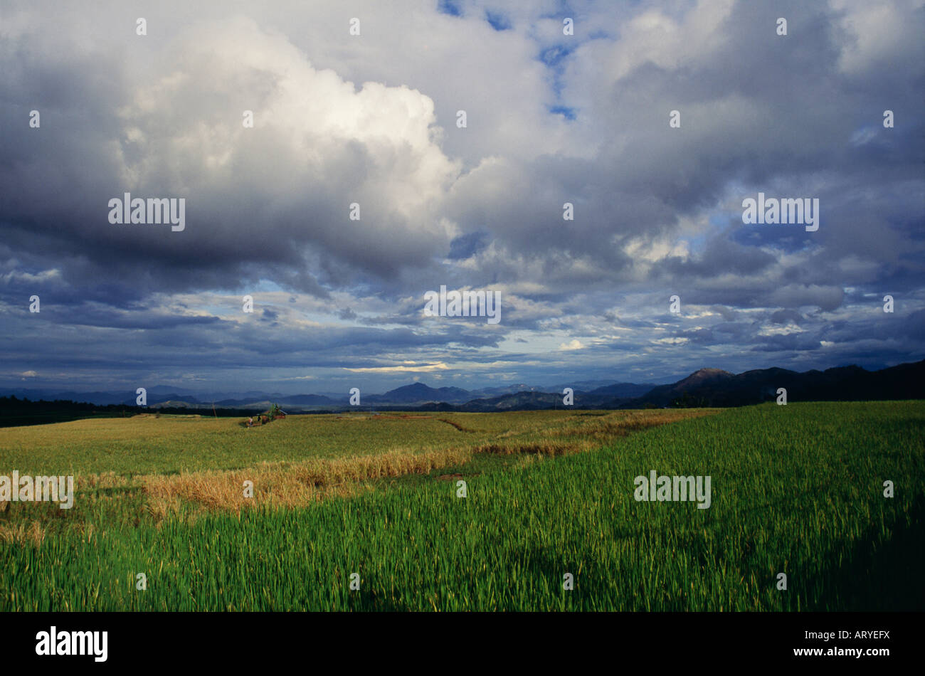 Ricefields tardo pomeriggio,bukittingi Foto Stock