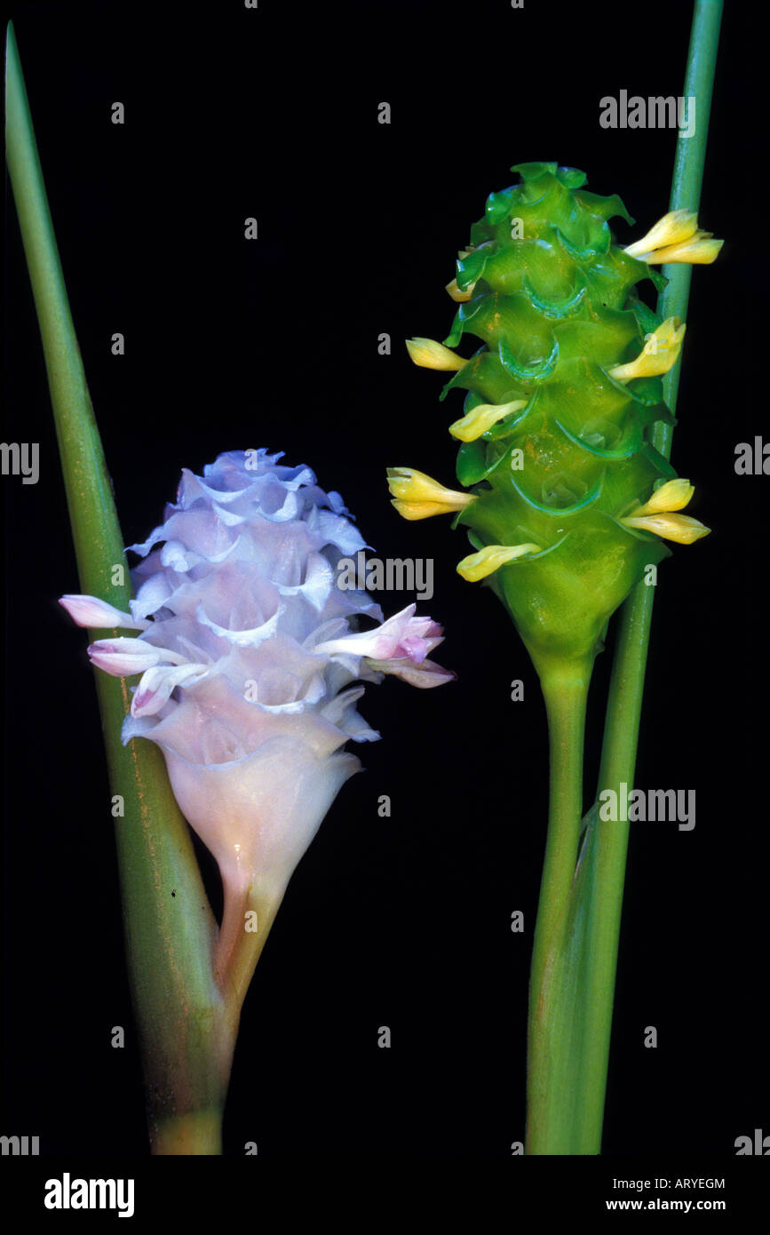 Fianco a fianco, fioritura bract ciascuno di blu ghiaccio (calathea Calathea burlemarxii) e verde ghiaccio (calathea Calathea cylindrica) Foto Stock